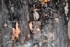 Turbinante-